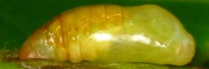 Pupae